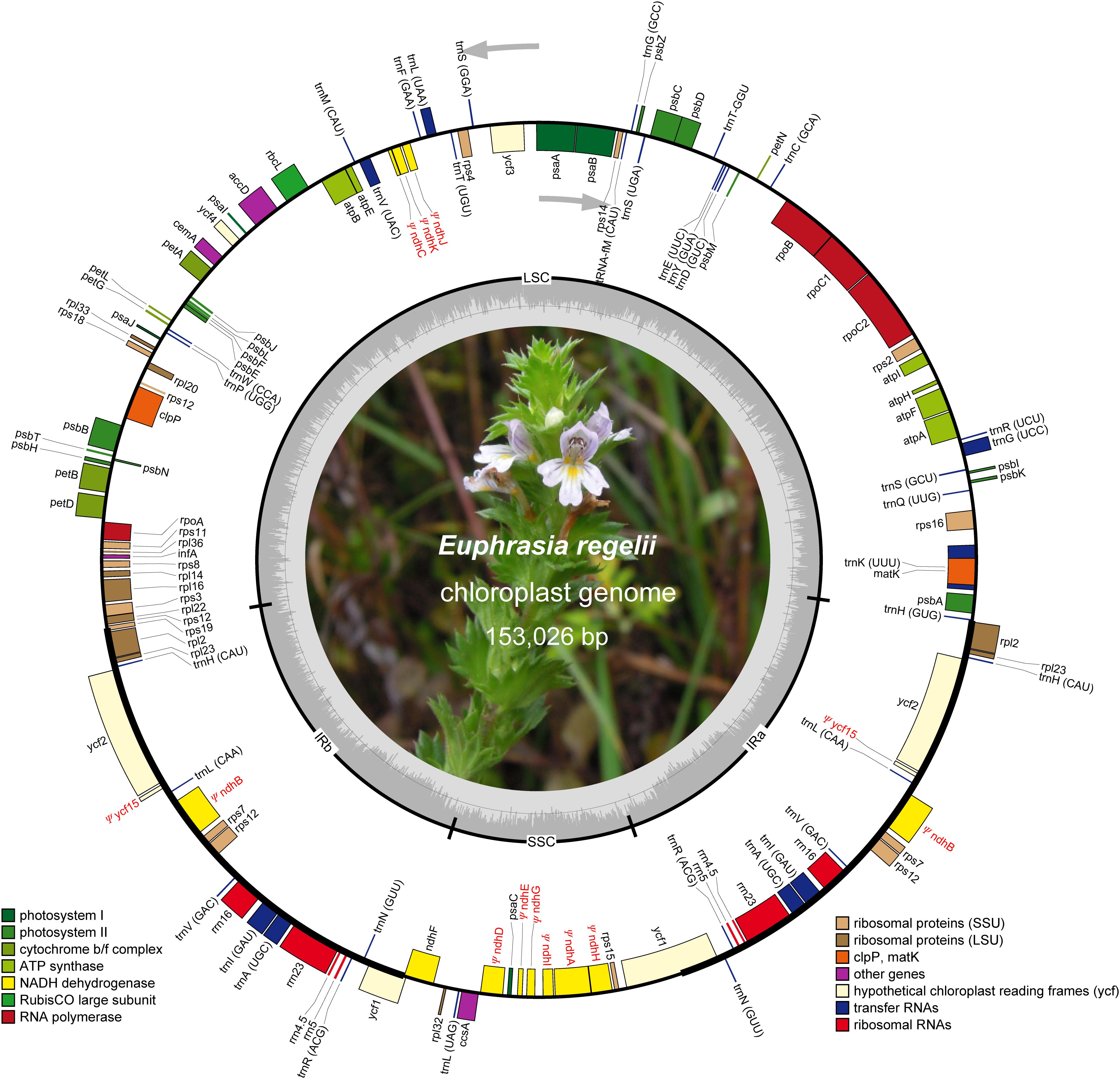 Frontiers The Complete Chloroplast Genome Of Euphrasia Regelii
