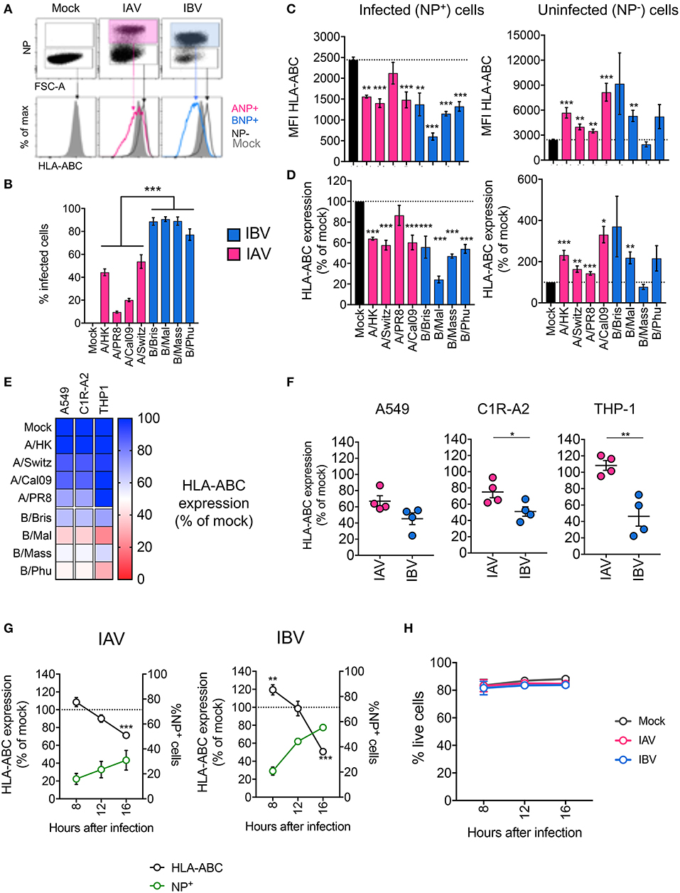 Frontiers | Downregulation of MHC Class Expression by Influenza A and B | Immunology