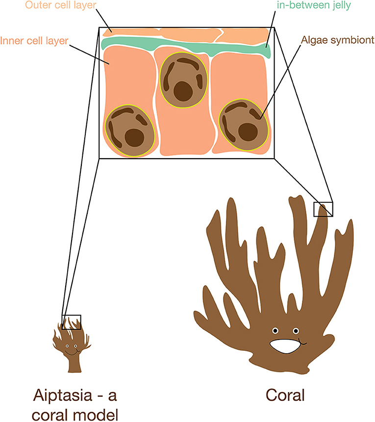 Figure 1 - The surprisingly similar tissue of corals and anemones.