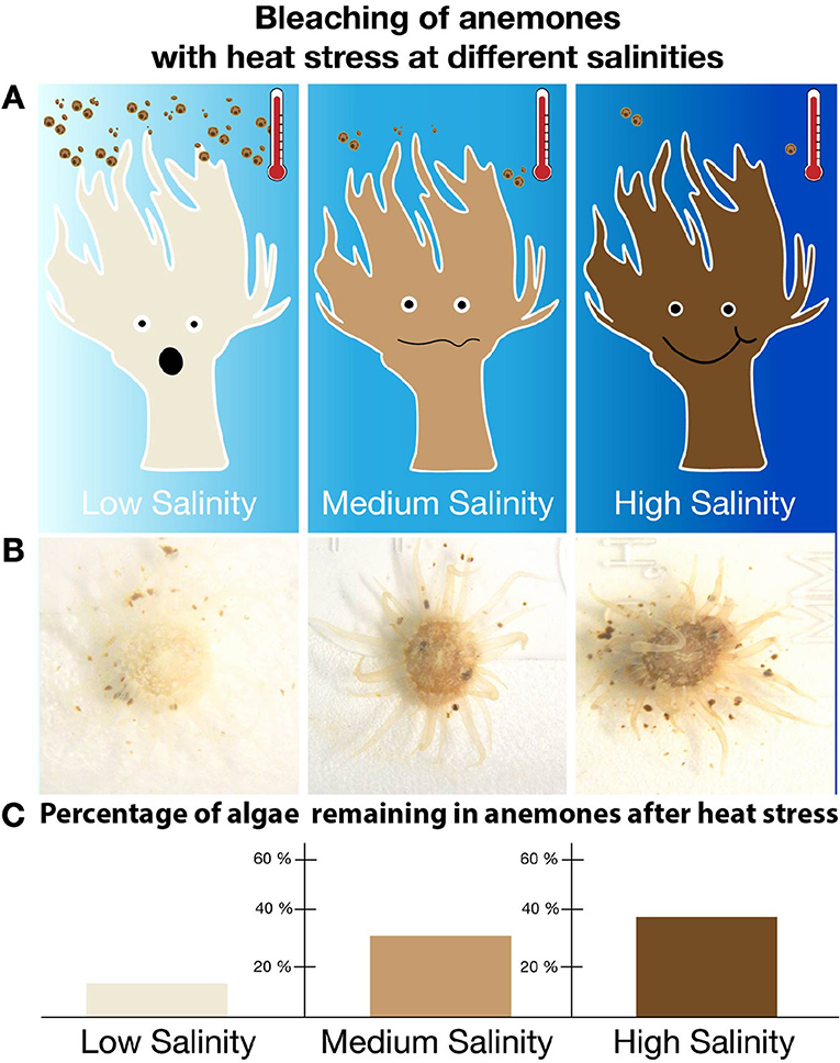 Figure 2 - The different effects of salinity during bleaching.