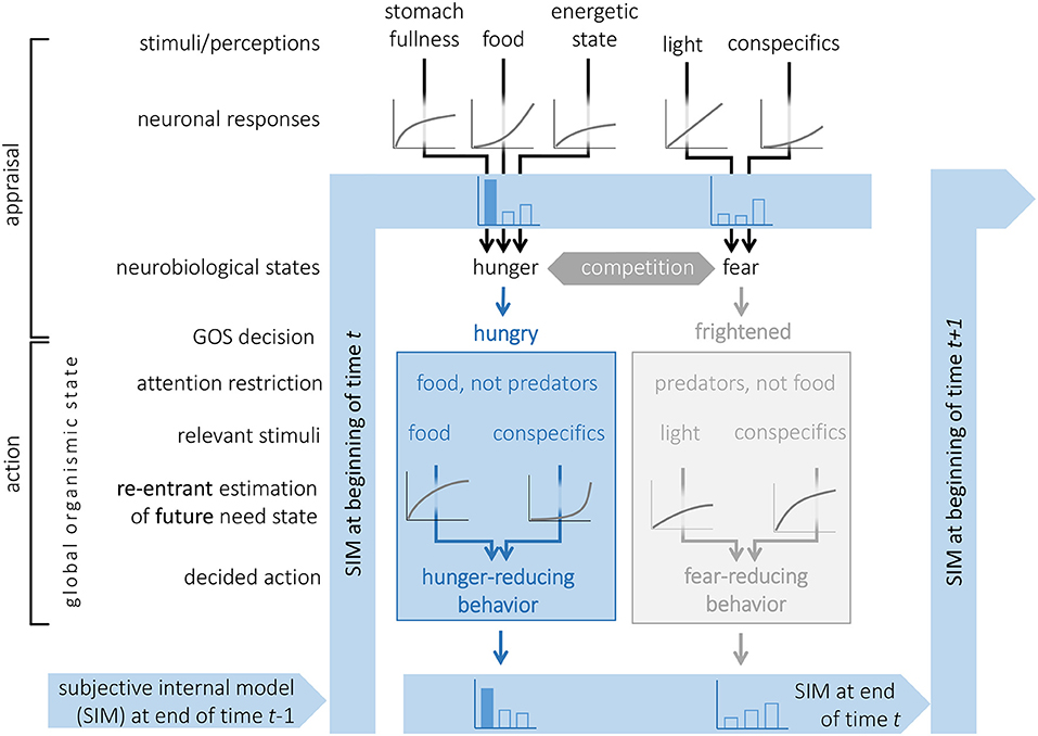 Frontiers | Decision-Making From the Animal Perspective: Bridging Ecology  and Subjective Cognition