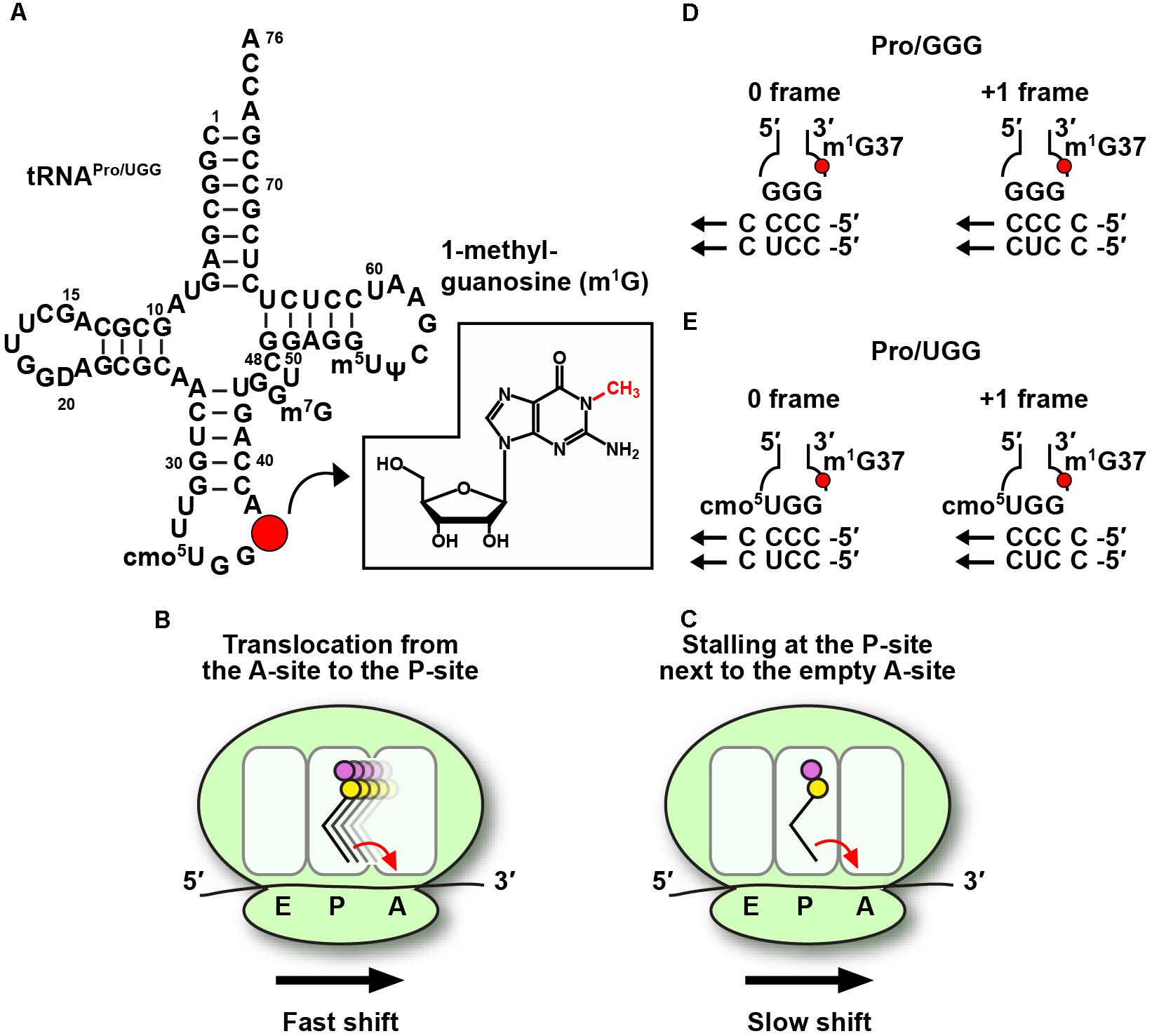 Frontiers Codon Specific Translation By M1g37 Methylation Of Trna Genetics