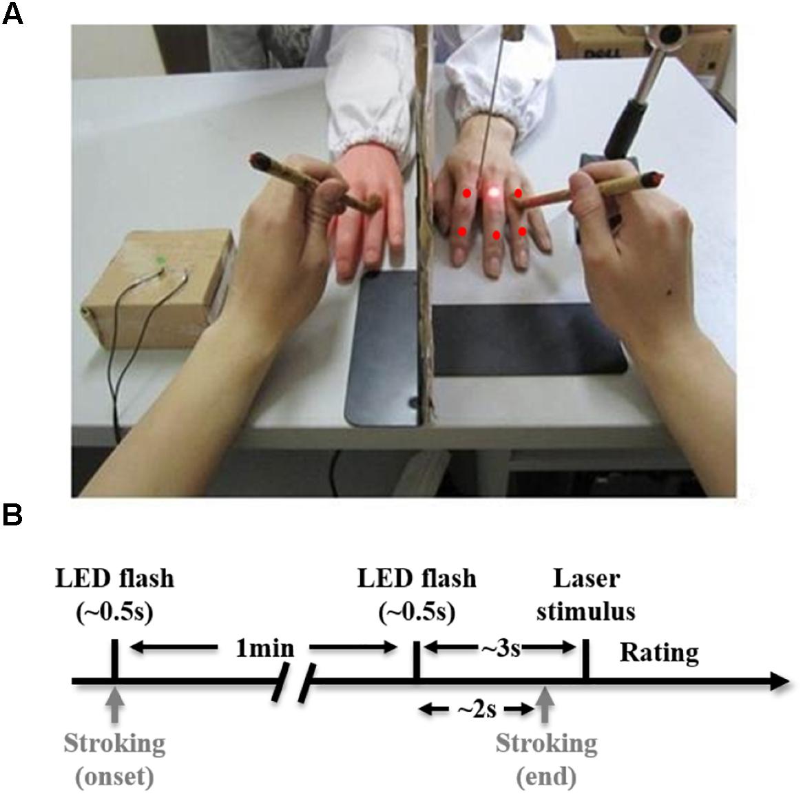 Frontiers  Attenuation of Pain Perception Induced by the Rubber Hand  Illusion