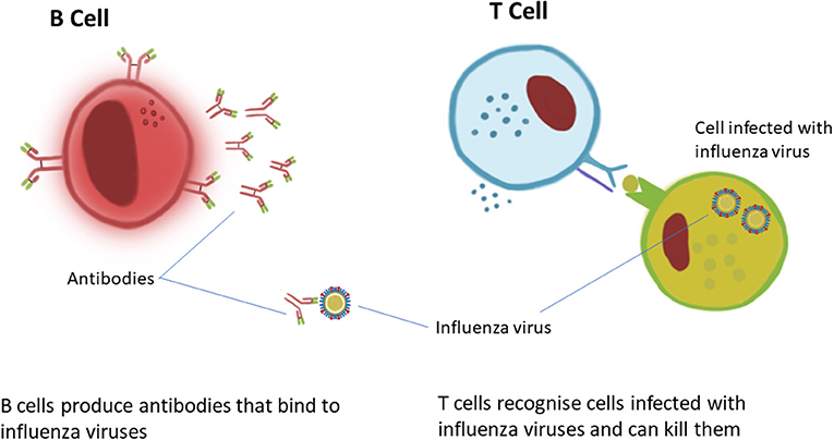 Figure 1 - How lymphocytes protect against flu.