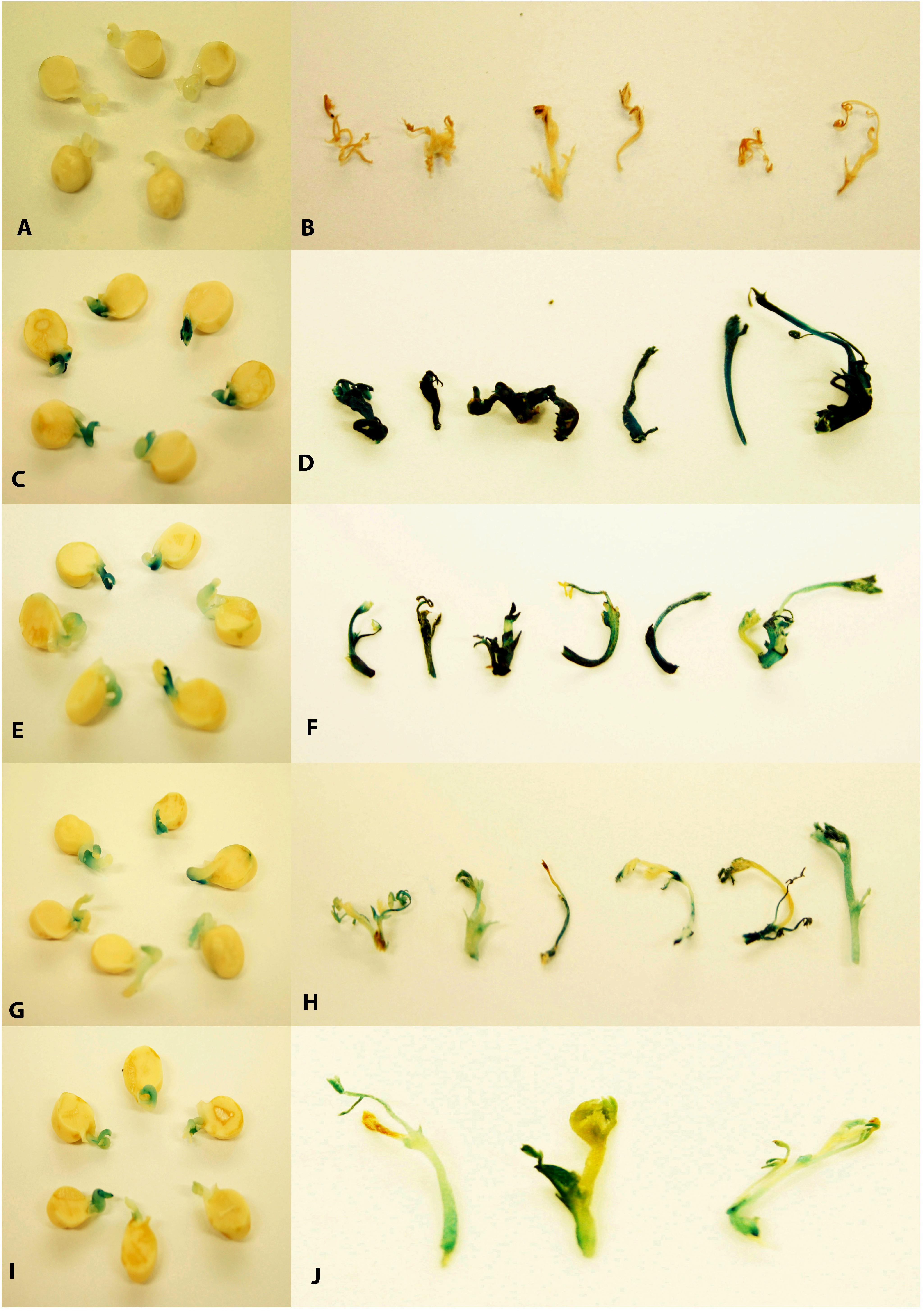 Frontiers | Robust Genetic Transformation System to Obtain Non-chimeric ...