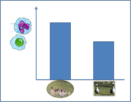 Figure 2 - H/L ratio is different in geese with offspring vs. geese without offspring.