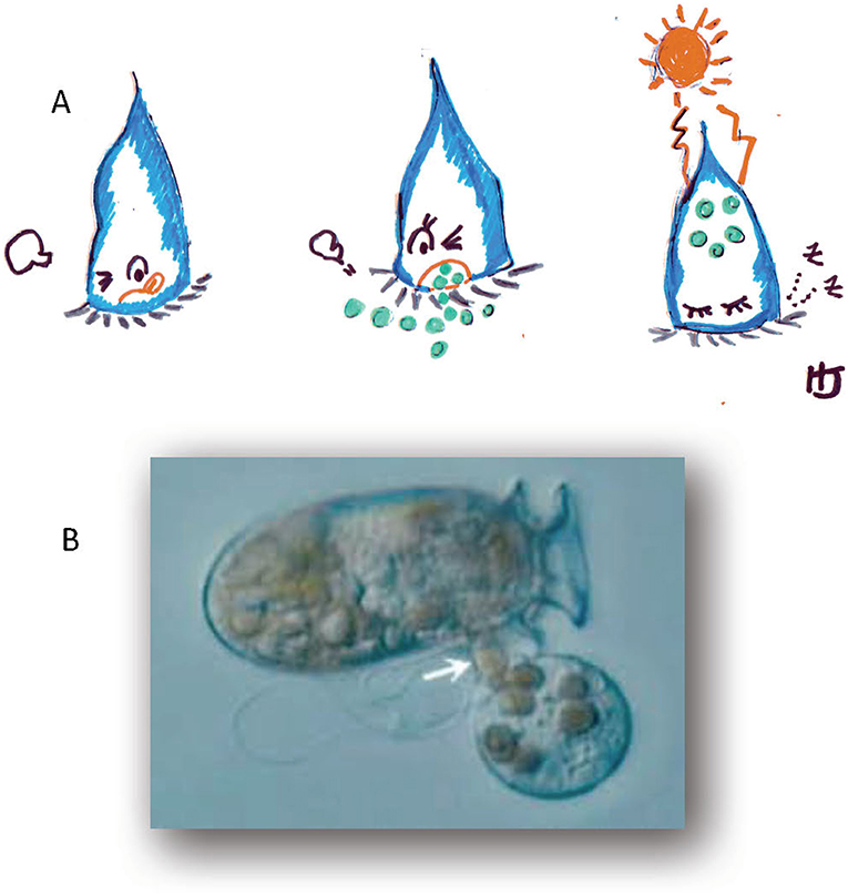 Figure 3 - (A) Cartoons of a hungry microzooplankton (left panel), eating small phytoplankton (middle panel), then capturing sunlight for photosynthesis, using the phytoplankton chloroplasts now inside its body (right panel).