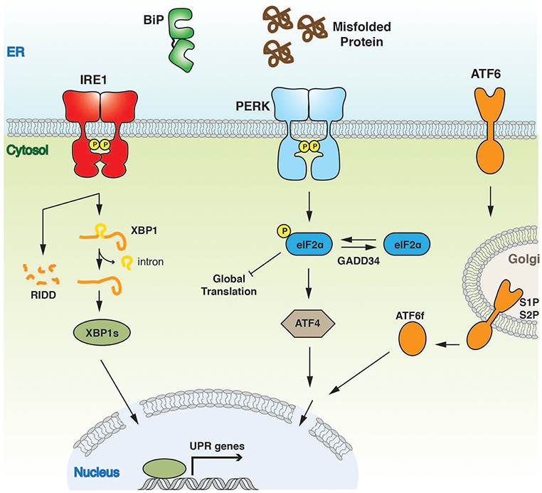 ER Stress Signaling Pathway