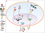 immune repertoire capture stanford nature biotech immune repertoire capture stanford nature biotech