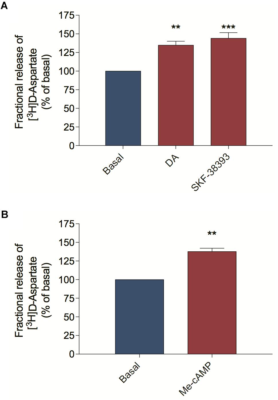 Frontiers Dopamine Induced Ascorbate Release From Retinal Neurons Involves Glutamate Release Activation Of Ampa Kainate Receptors And Downstream Signaling Pathways Neuroscience
