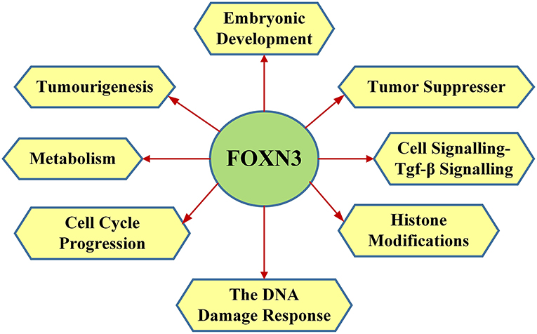 www.frontiersin.org