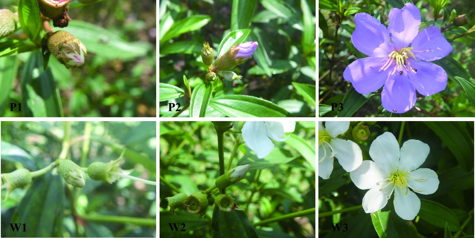 Syringa Species Stock Photos Syringa Species Stock Images Page