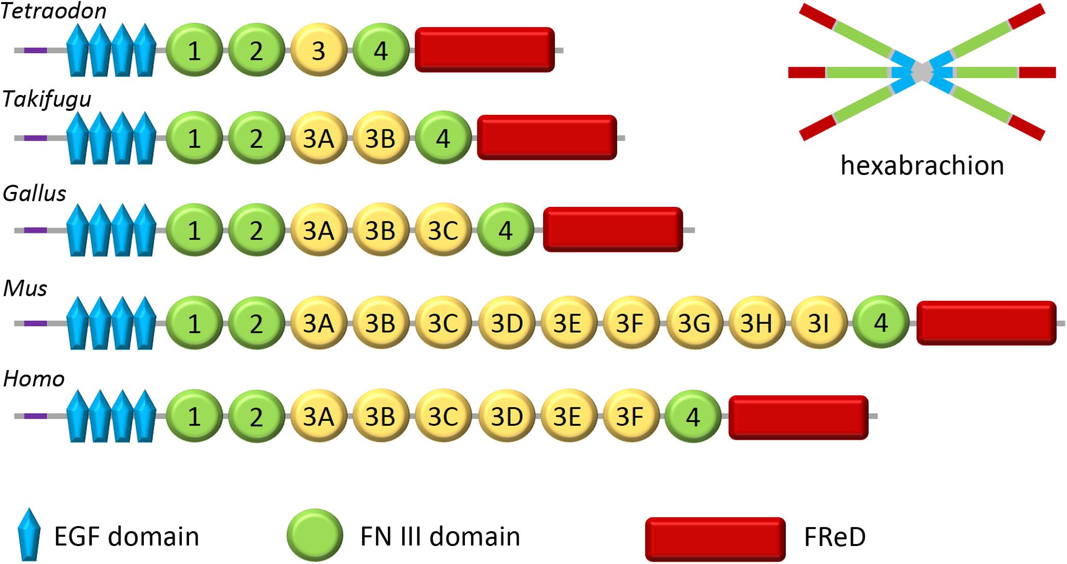 www.frontiersin.org