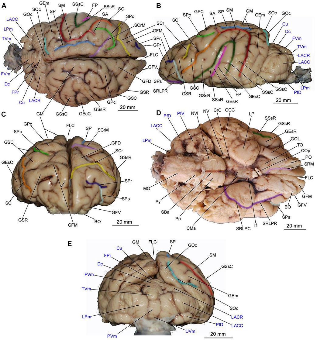 hippocampus anatomy scholarly articles