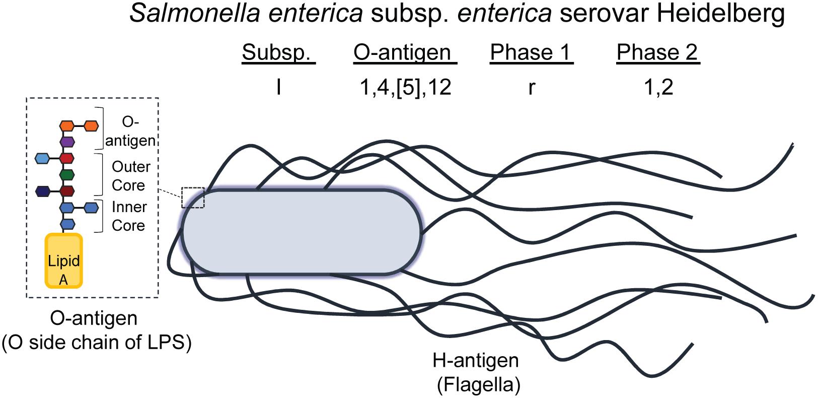 Salmonella Temperature Chart