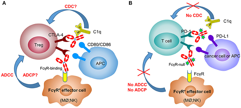 Fc receptor (FcR)-mediated signaling for phagocytosis. Engagement