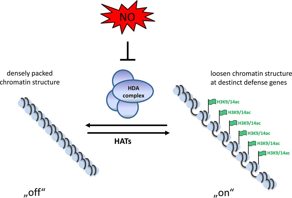 Frontiers  Nitric oxide, antioxidants and prooxidants in plant defence  responses