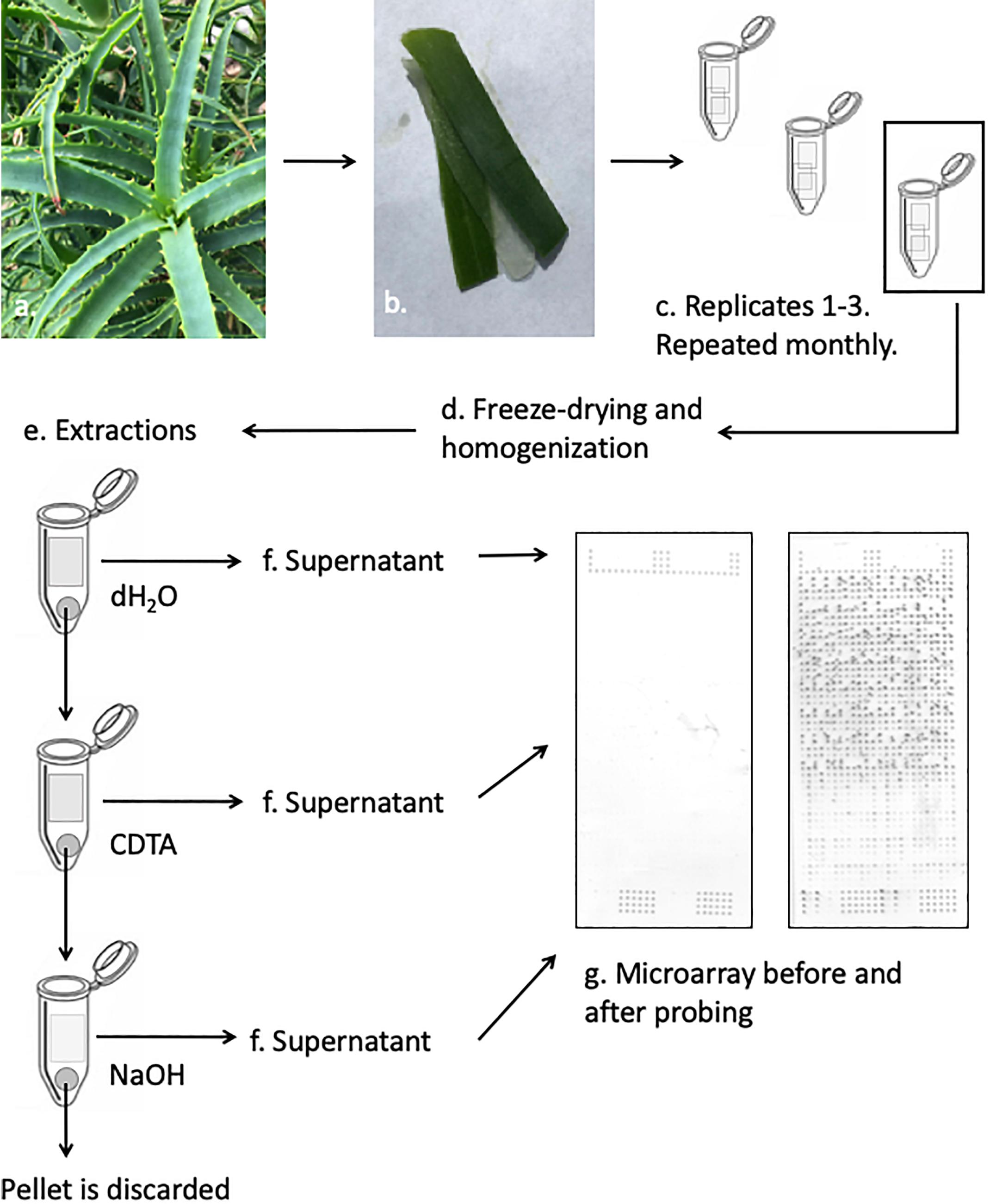 Frontiers Detection Of Seasonal Variation In Aloe