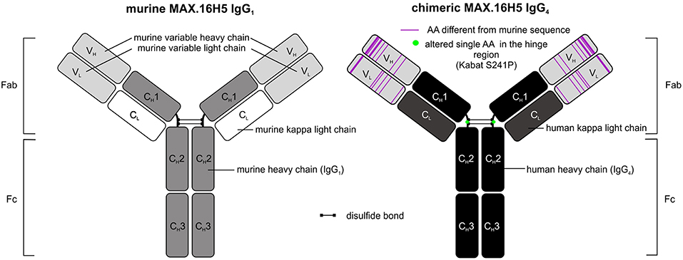 Frontiers The Epitope Specific Anti Human Cd4 Antibody Max 16h5 And Its Role In Immune Tolerance Immunology