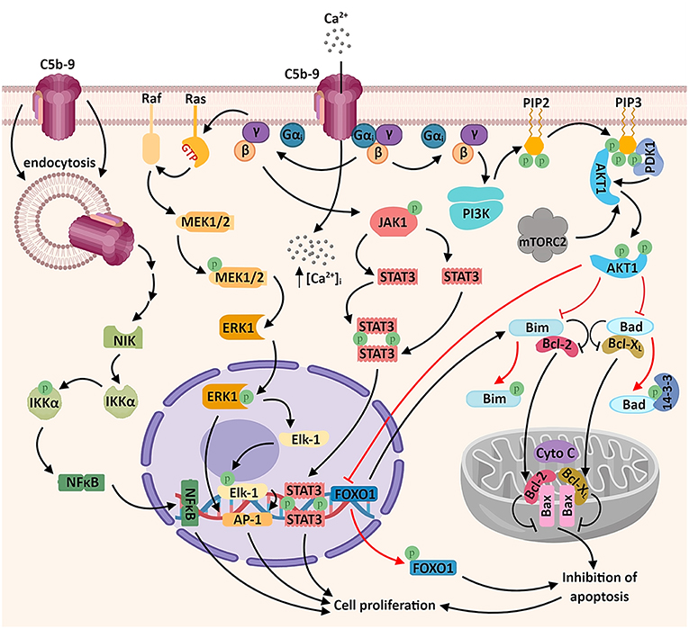 Онкотаргет. C5a иммунология. Complement System Proteins.