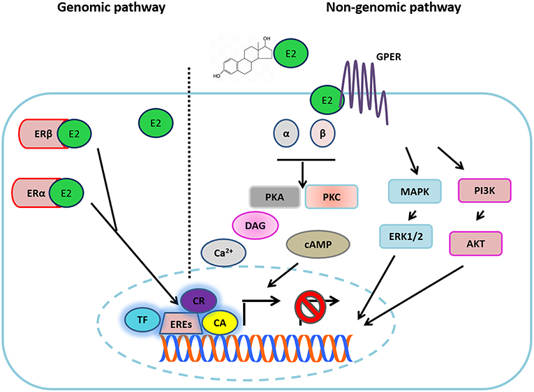 cancer immuno hormonal