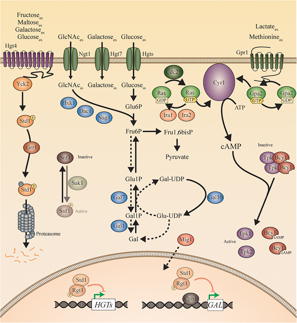 candida albicans diabétesz kezelésére cukorbetegség és a candidiasis kezelésére