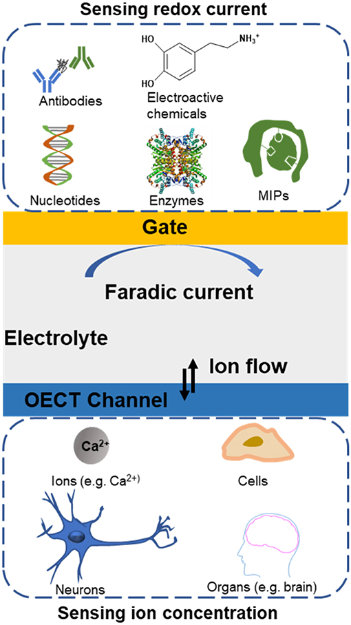 Electrochemically Generated Interfacial pH Change: Application to