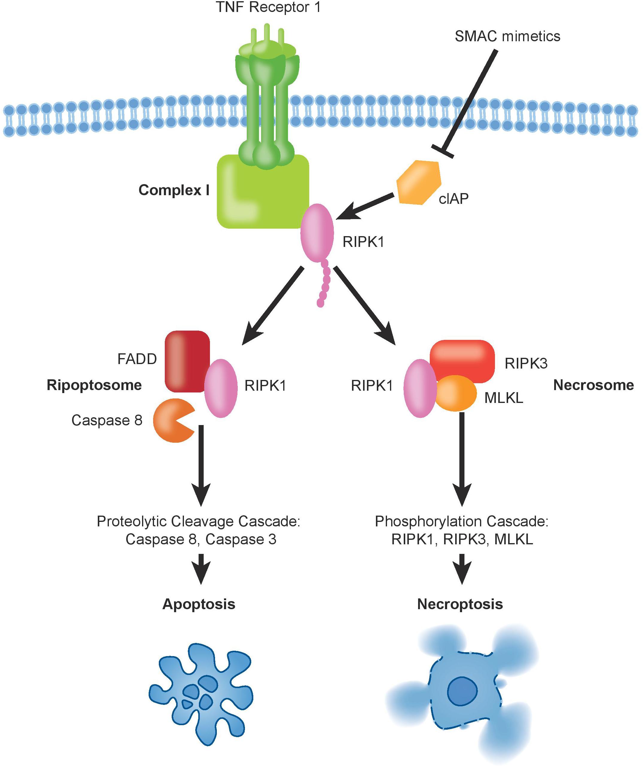 RVA-induced necrosome formation consisting of RIPK1, RIPK3, and MLKL