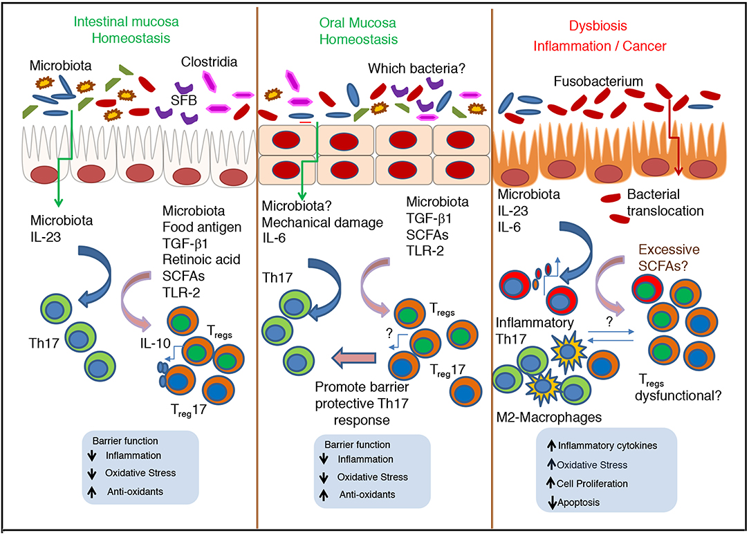 Test microbiota intestinal precio