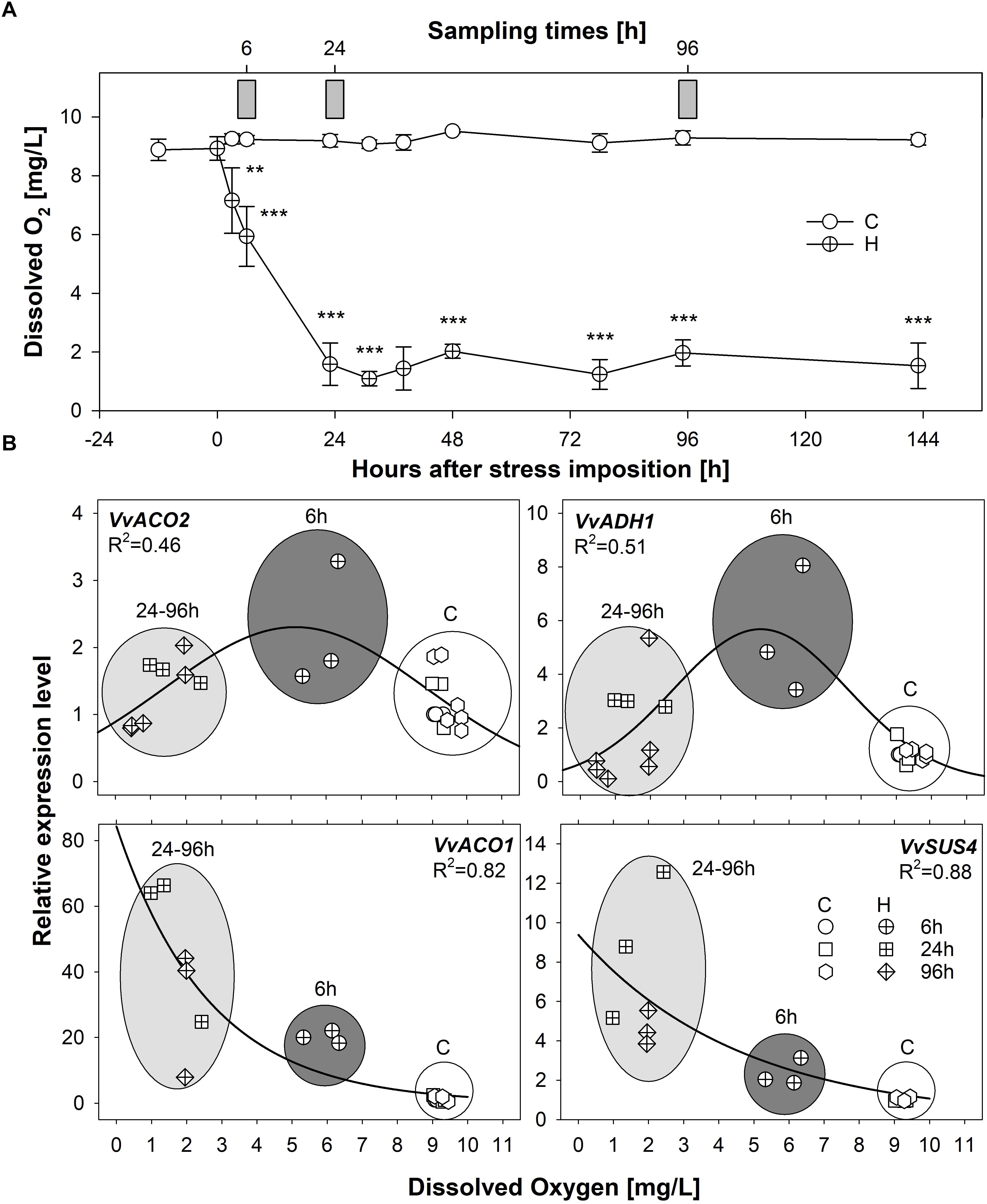 Frontiers Flooding Responses On Grapevine A Physiological