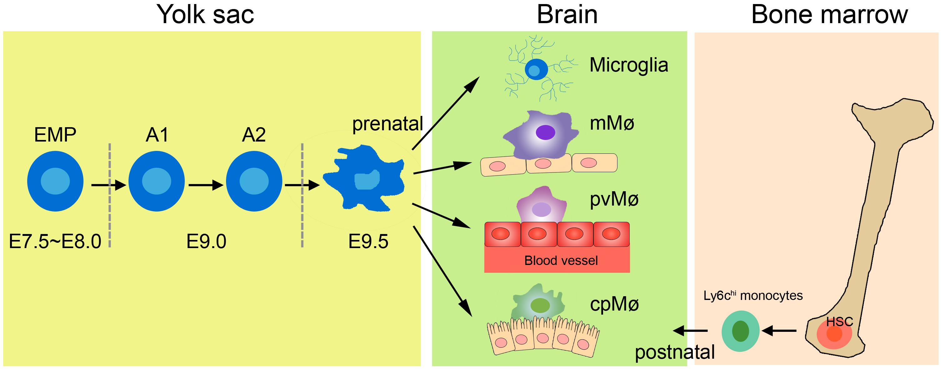 Frontiers Targeting Microglia And Macrophages A Potential Treatment Strategy For Multiple Sclerosis Pharmacology