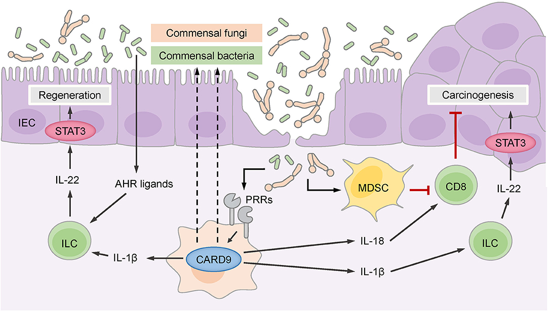 Signaling systems in oral bacteria