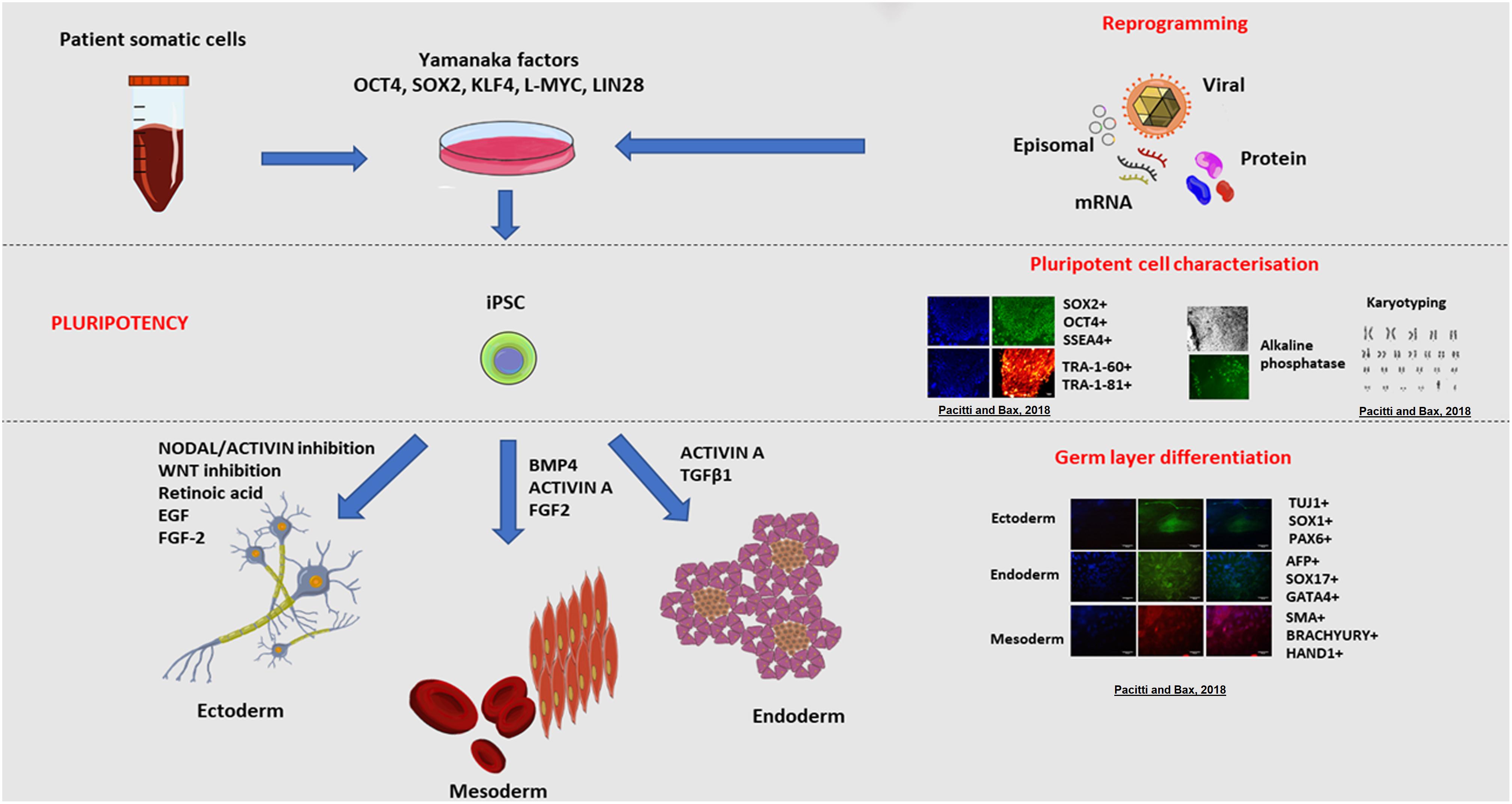 Pros And Cons Of Stem Cell Research Chart