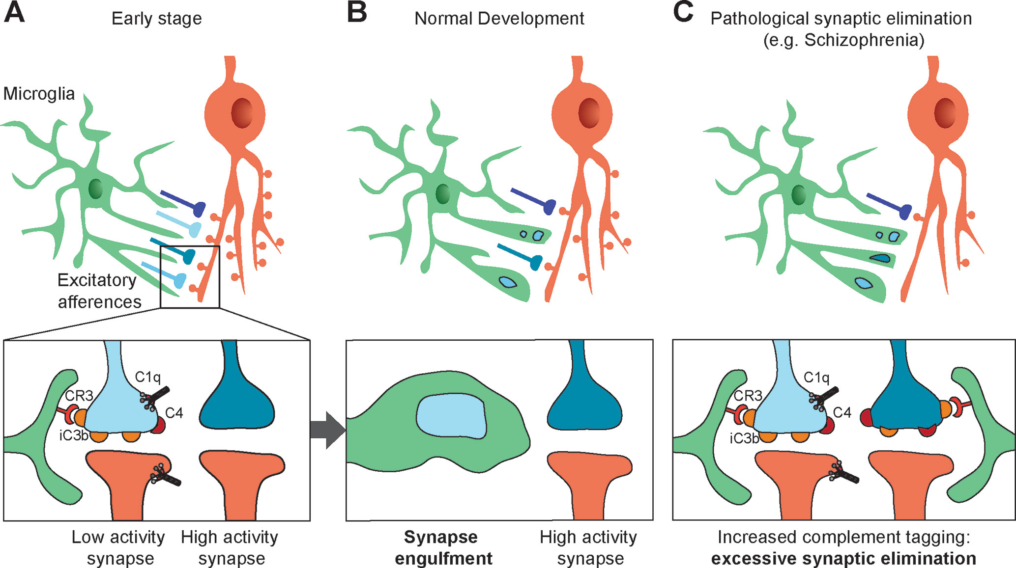 The Classical Complement Cascade Mediates CNS Synapse Elimination