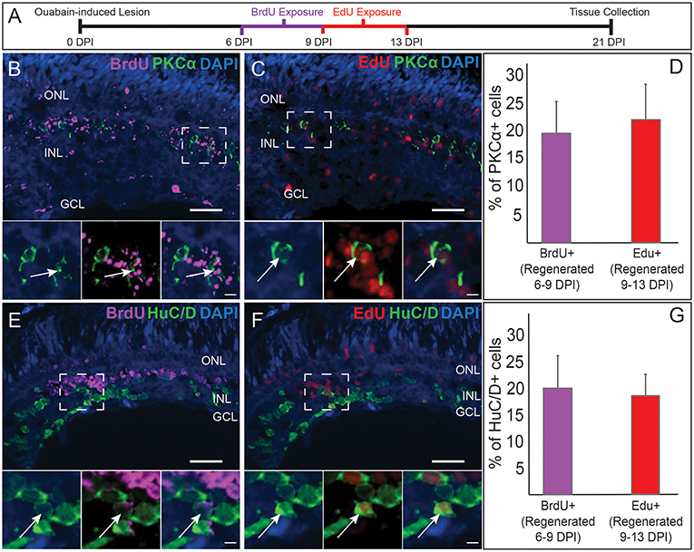 Frontiers Rewiring The Regenerated Zebrafish Retina