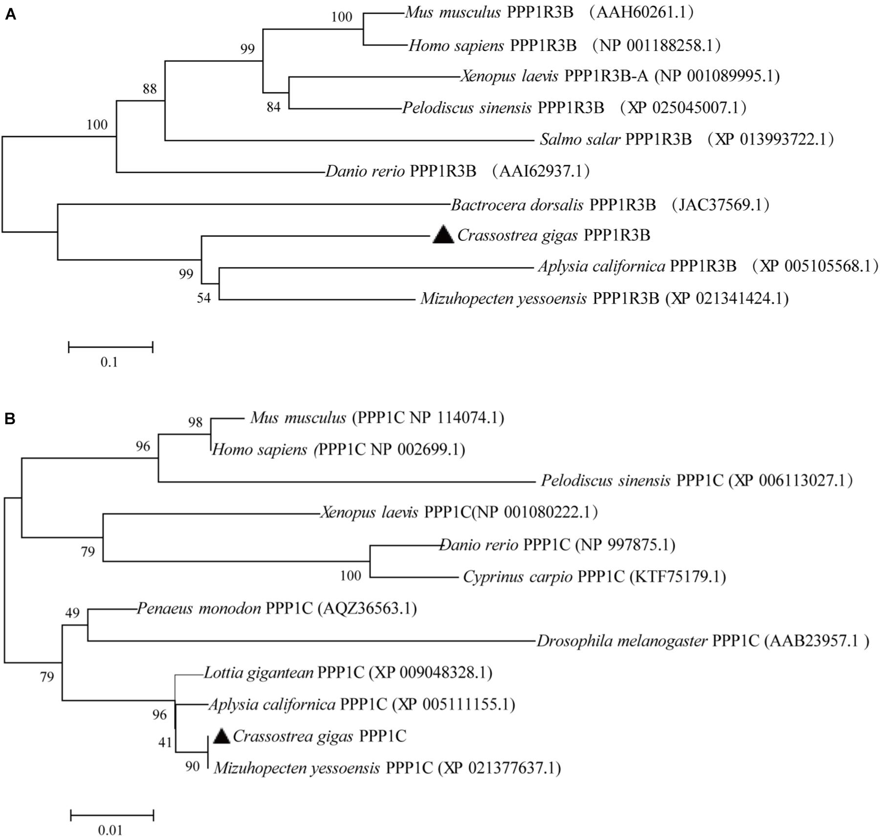 Frontiers | Association and Functional Analyses Revealed That 