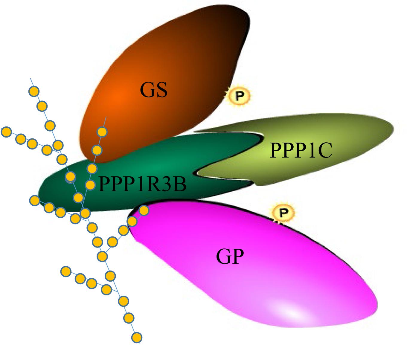 Frontiers | Association and Functional Analyses Revealed That 