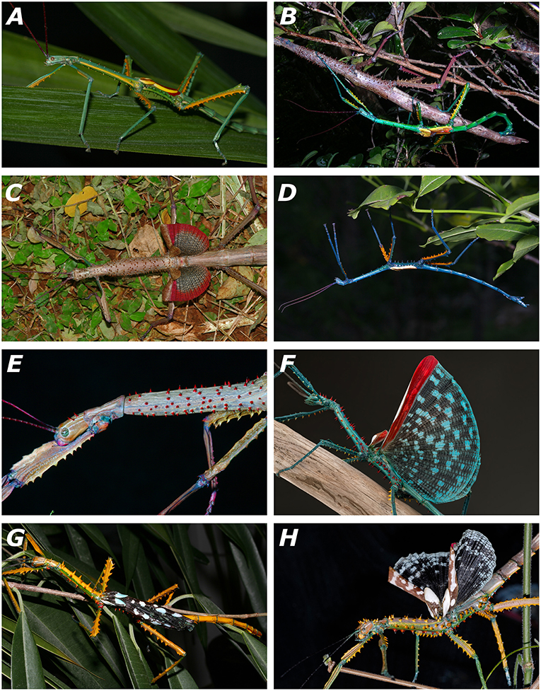 Living specimens of the newly described species of Achrioptera. (A) A. fallax, adult male, captive-bred, reared from eggs of a female from Ankarana (FGZC 1853); (B) A. fallax, mating couple from Daraina (Bekaraoka) (photo by Louis Nusbaumer); (C) A. fallax, adult female with exposed wings from Ankarana National Park (FGZC 1853); (D) A. manga, adult male paratype (FGZC 1334) from Foret d'Orangea; (E) A. manga, adult female; (F) A. spinosissima, adult male reared from eggs collected at Marofandilia, near the type locality in west Madagascar (photo by Bruno Kneubühler); (G) A. maroloko sp. nov., adult male paratype (FGZC 4052) reared from eggs collected at Montagne des Français in dorsolateral view; (H) A. maroloko, adult female paratype (FGZC 4055), bred in captivity from ancestors of Montagne des Français (photo by Moritz Grubenmann)