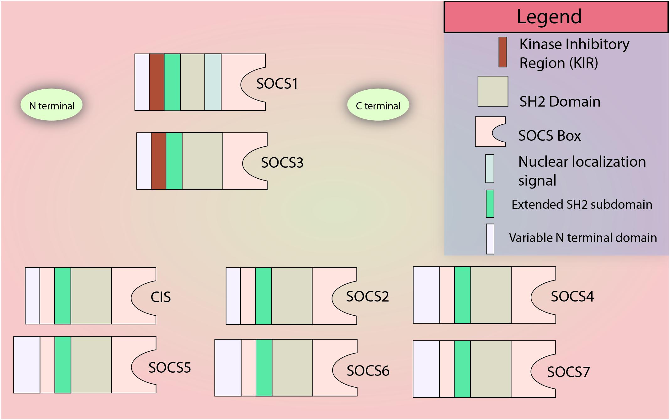 2136px x 1340px - Frontiers | Therapeutic Implication of SOCS1 Modulation in the Treatment of  Autoimmunity and Cancer