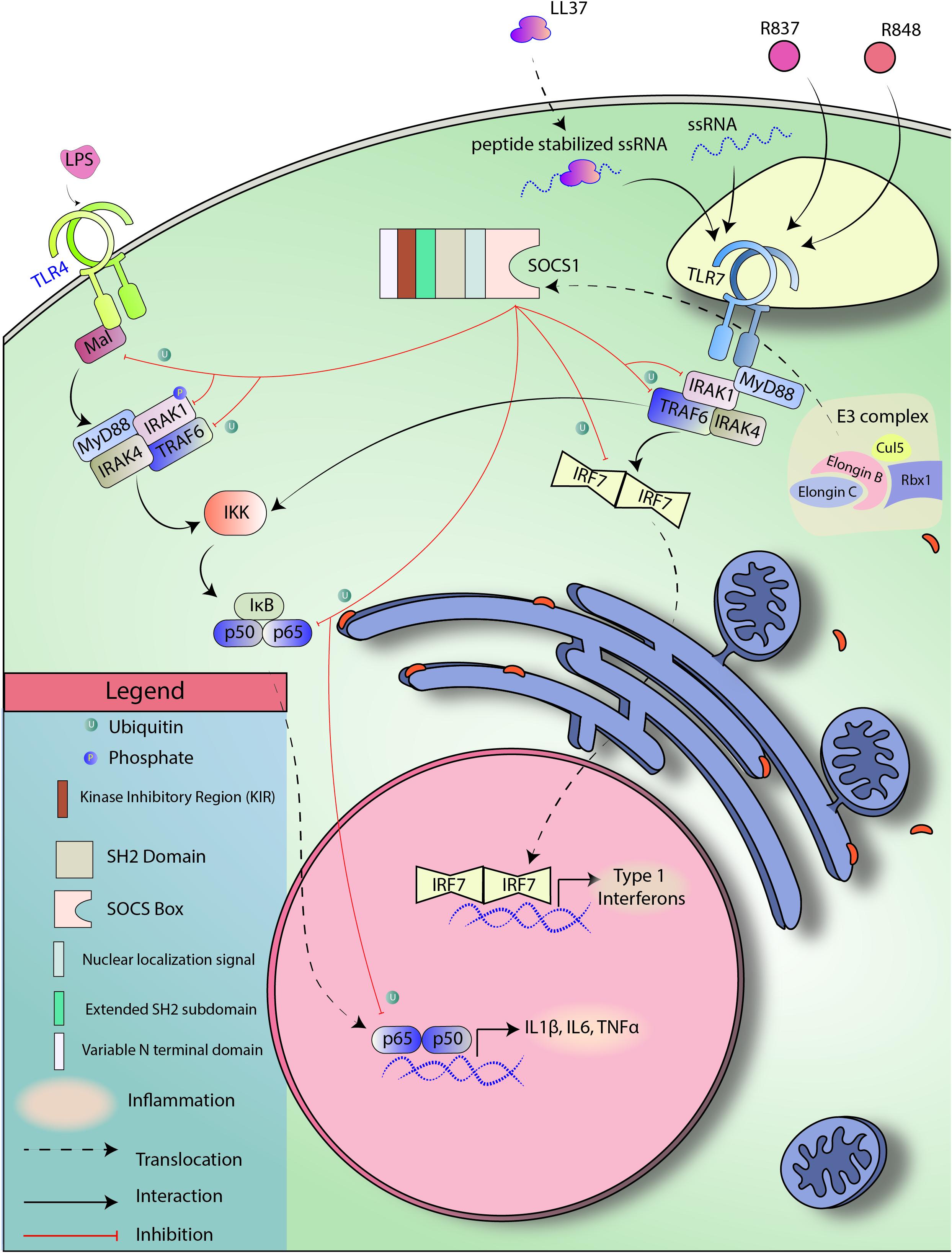 Frontiers | Therapeutic Implication of SOCS1 Modulation in the Treatment of  Autoimmunity and Cancer