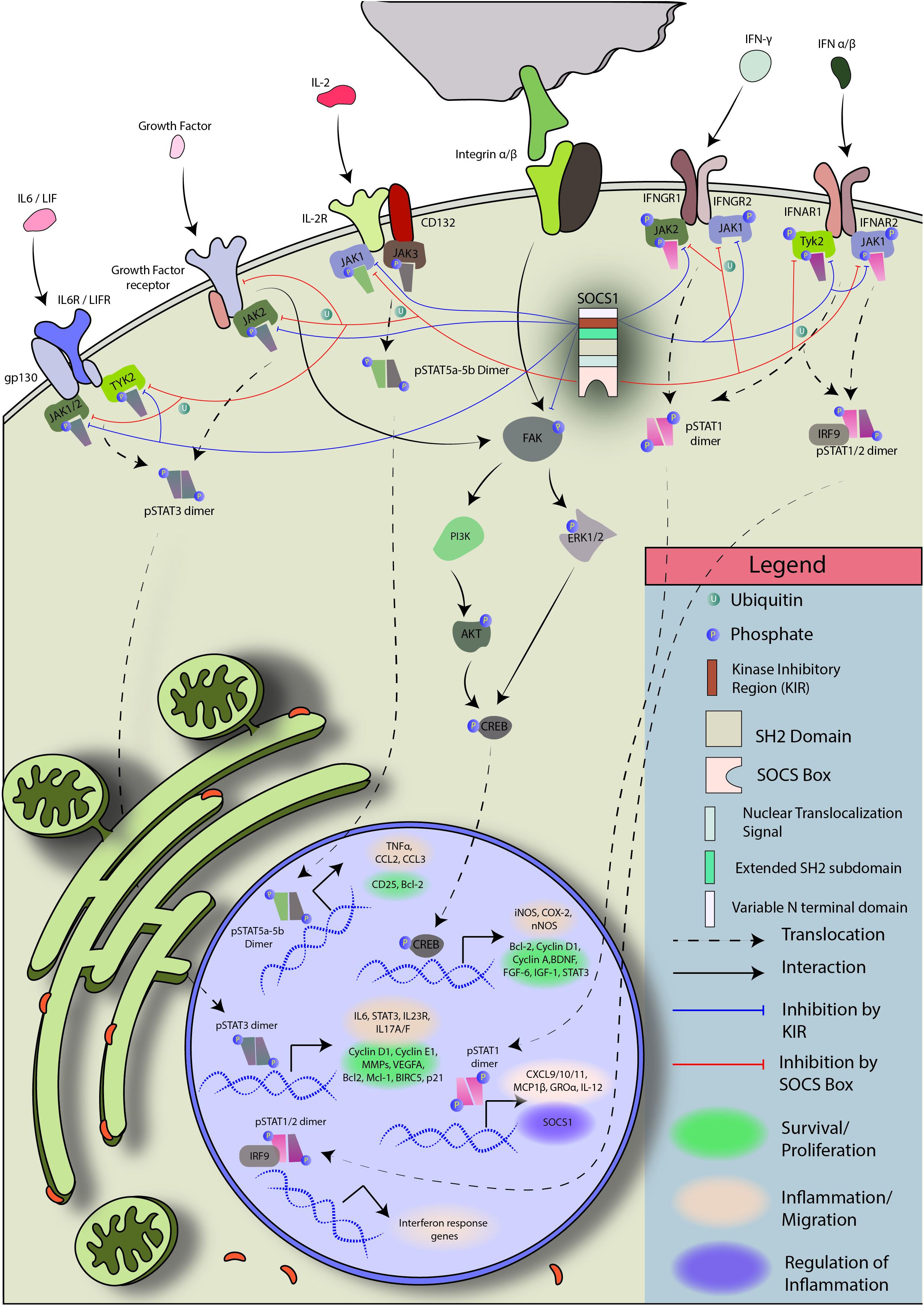 Emira Kowalska Nude - Frontiers | Therapeutic Implication of SOCS1 Modulation in the Treatment of  Autoimmunity and Cancer