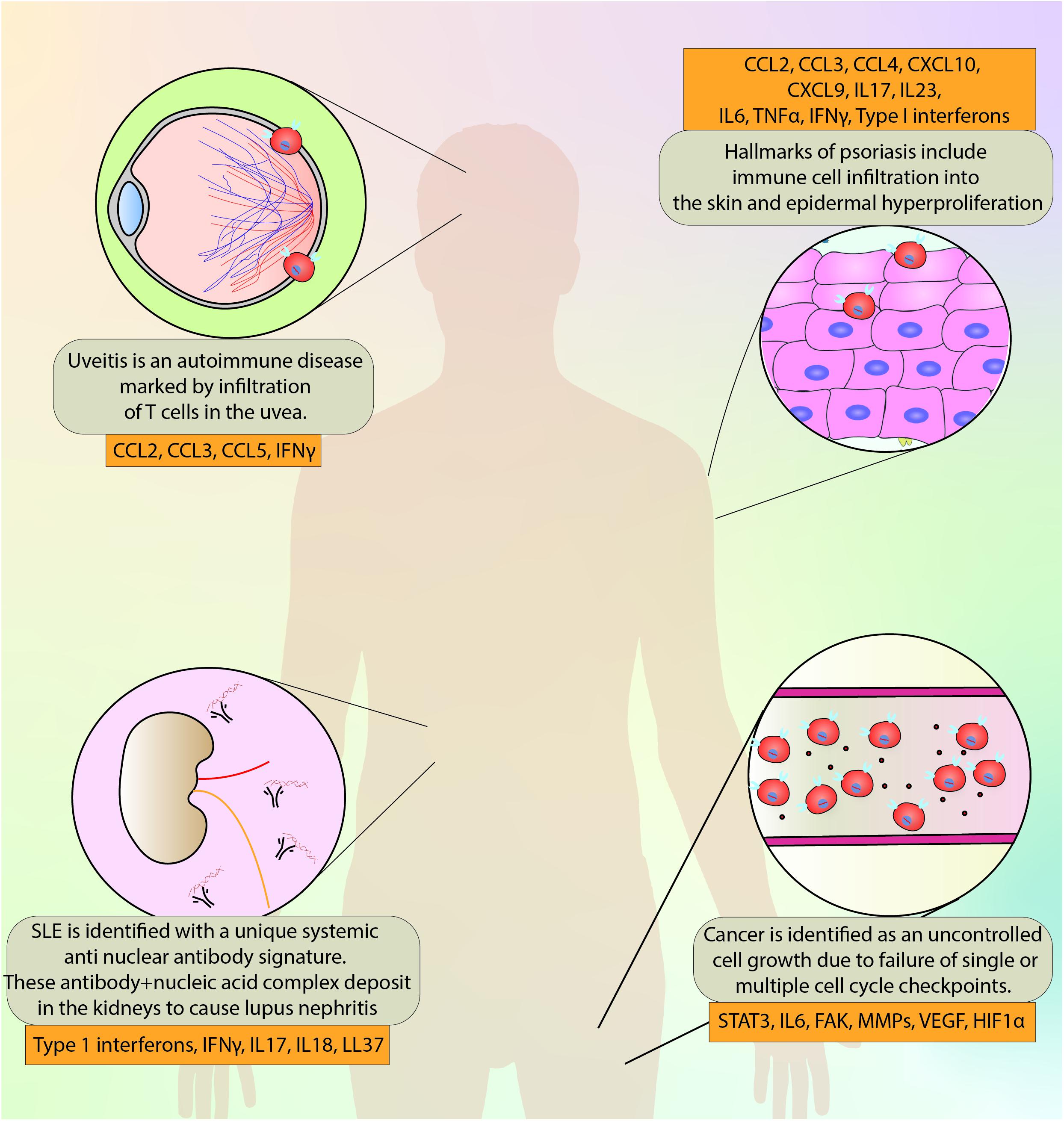 Frontiers | Therapeutic Implication of SOCS1 Modulation in the Treatment of  Autoimmunity and Cancer