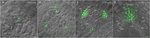www.frontiersin.org
