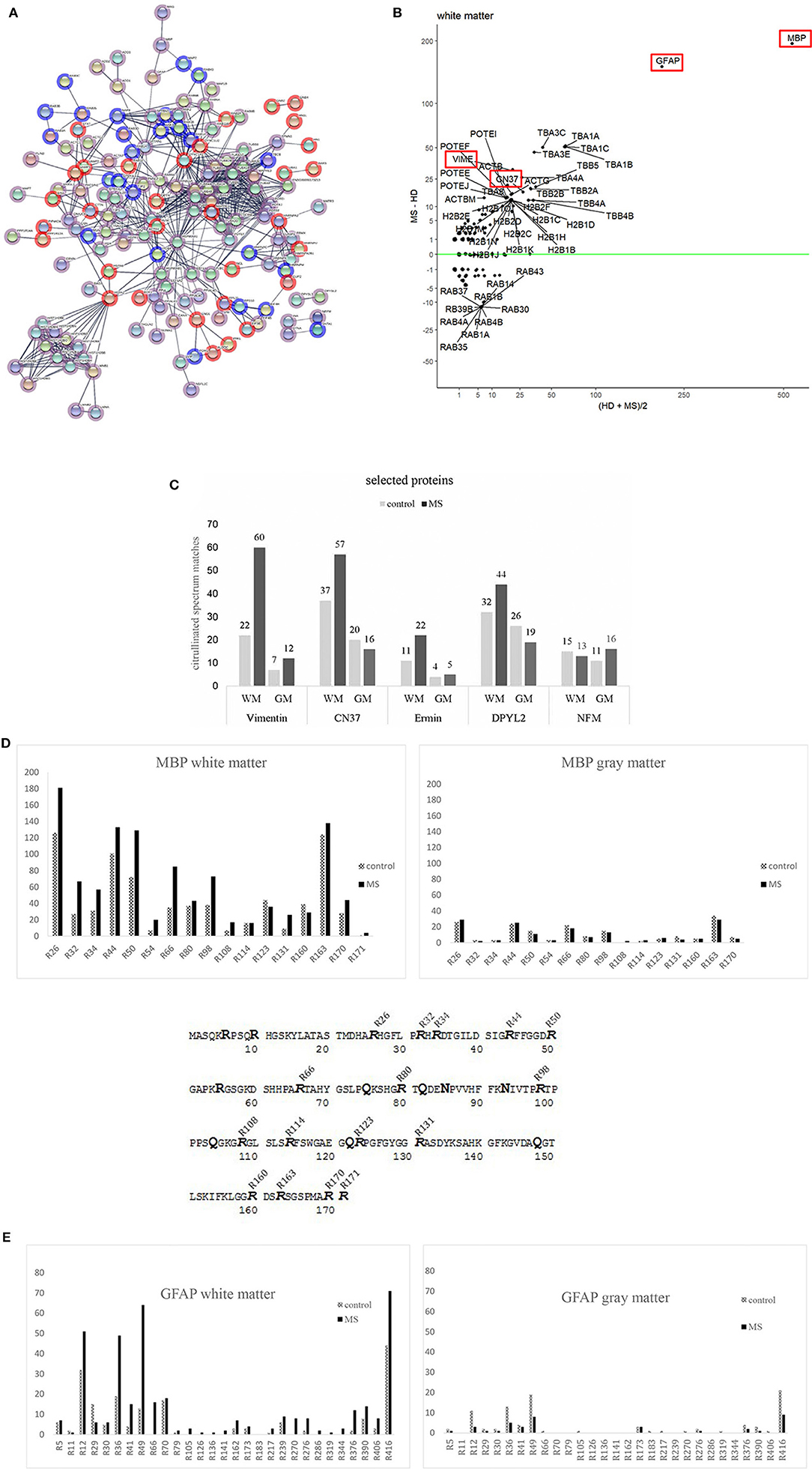 Frontiers  Citrullination of Proteins as a Specific Response