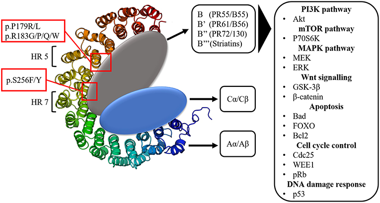 Targeting PP2A-dependent autophagy enhances sensitivity to