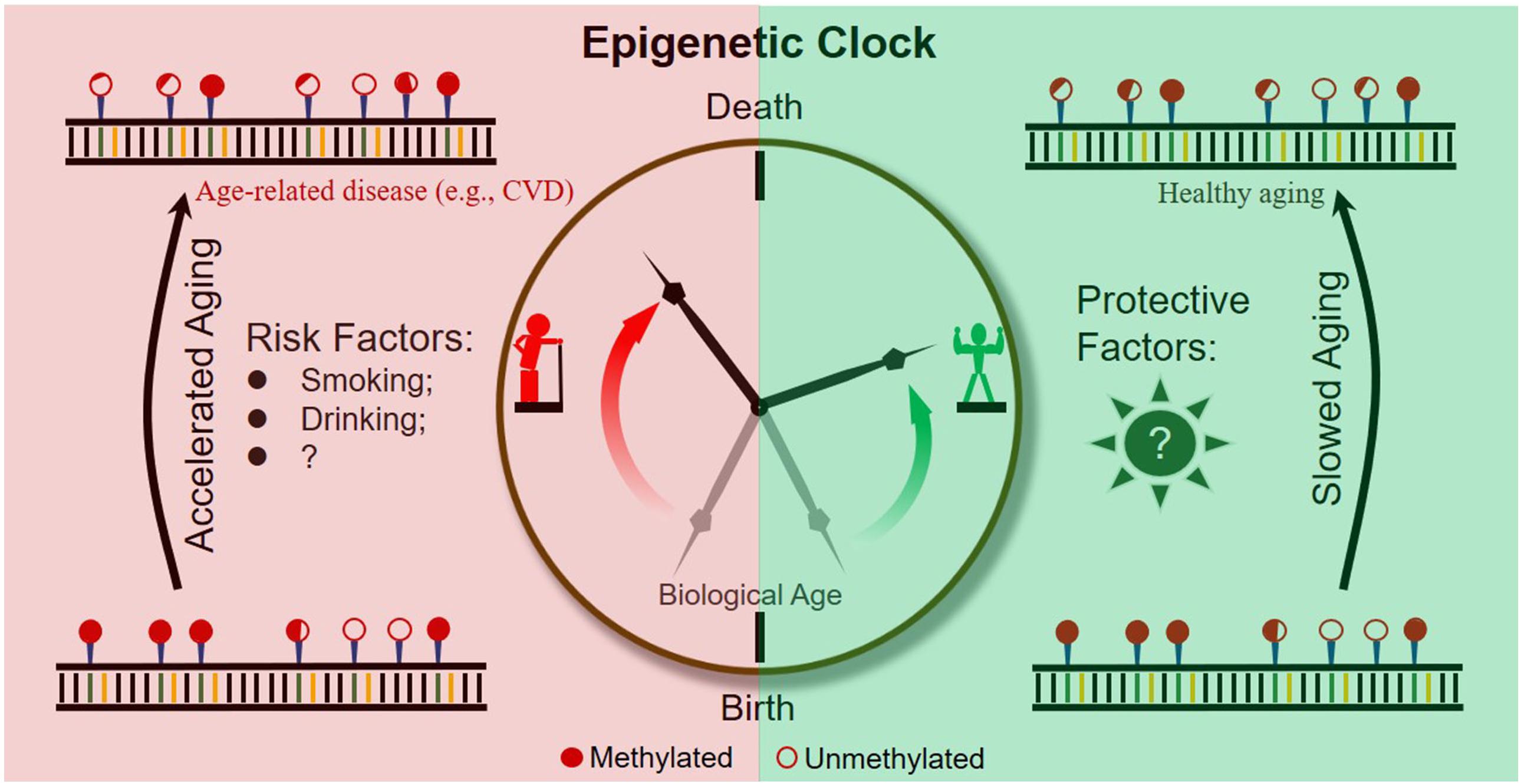 Frontiers | Dynamic DNA Methylation During Aging: A “Prophet” of Age ...