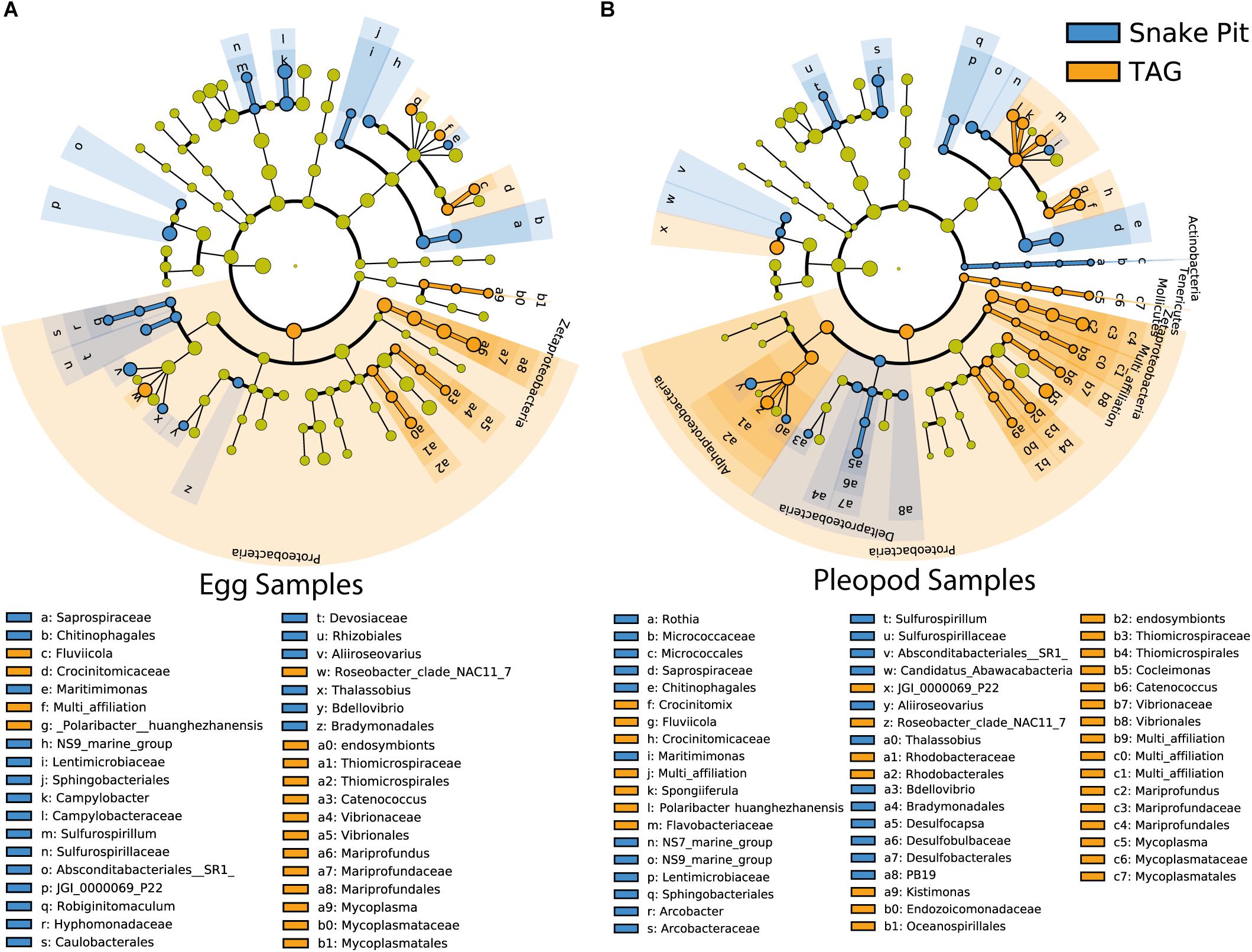 Frontiers Is It First The Egg Or The Shrimp Diversity And Variation In Microbial Communities Colonizing Broods Of The Vent Shrimp Rimicaris Exoculata During Embryonic Development Microbiology