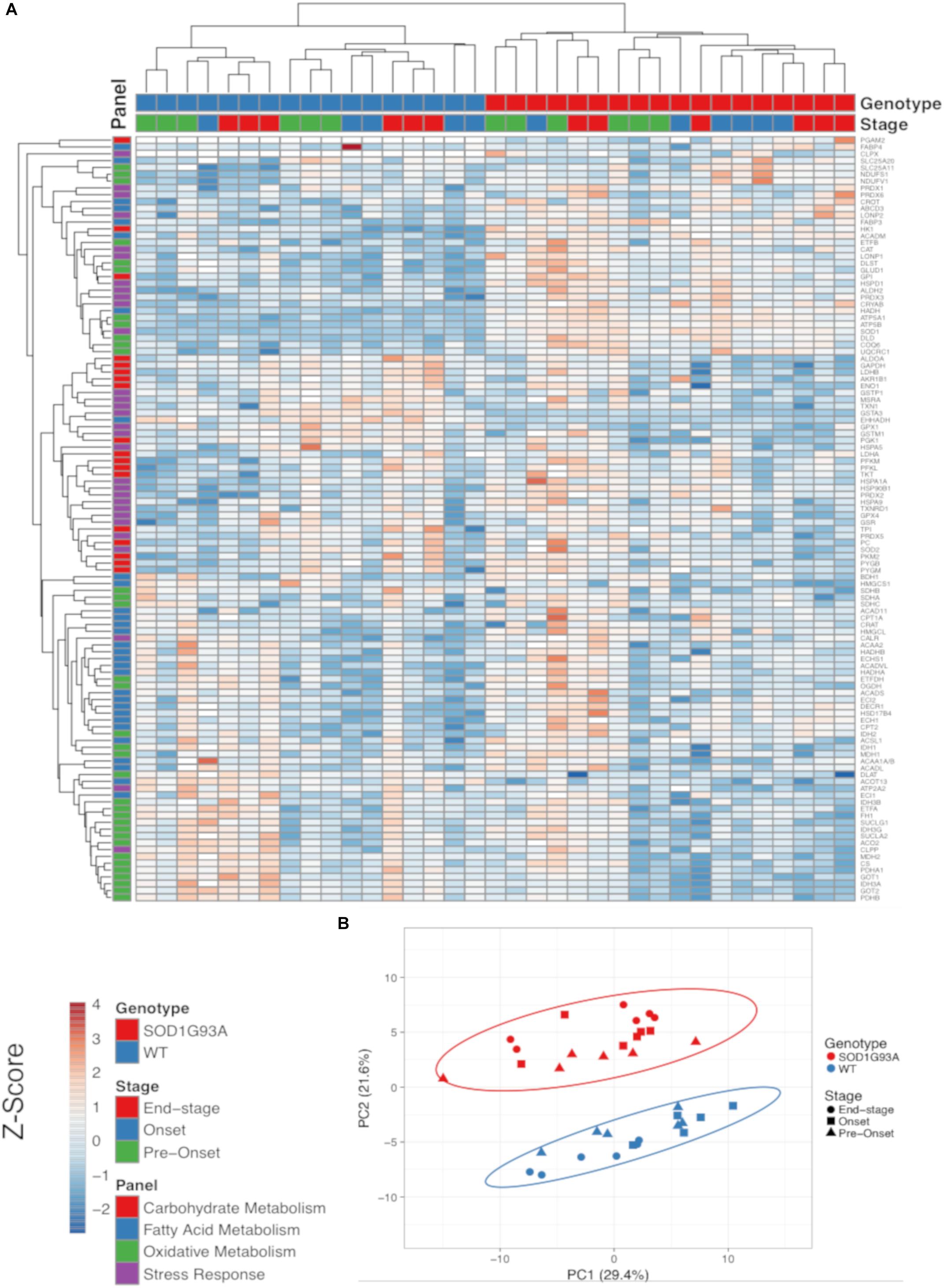 Frontiers Metabolic And Stress Response Changes Precede Disease Onset In The Spinal Cord Of Mutant Sod1 Als Mice Neuroscience