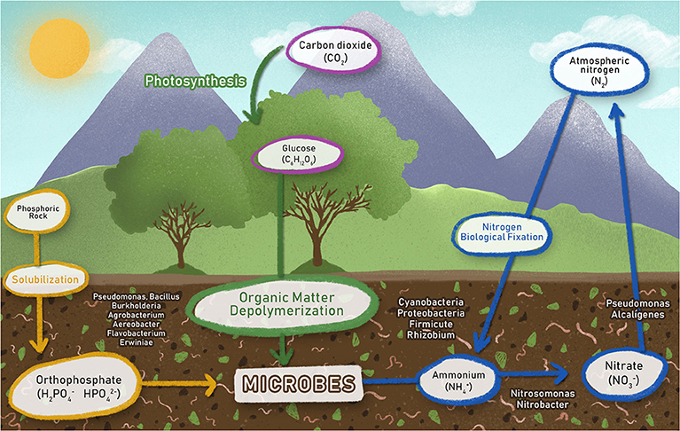 Figure 1 - The movement of important molecules containing carbon, nitrogen, and phosphorus through an ecosystem.