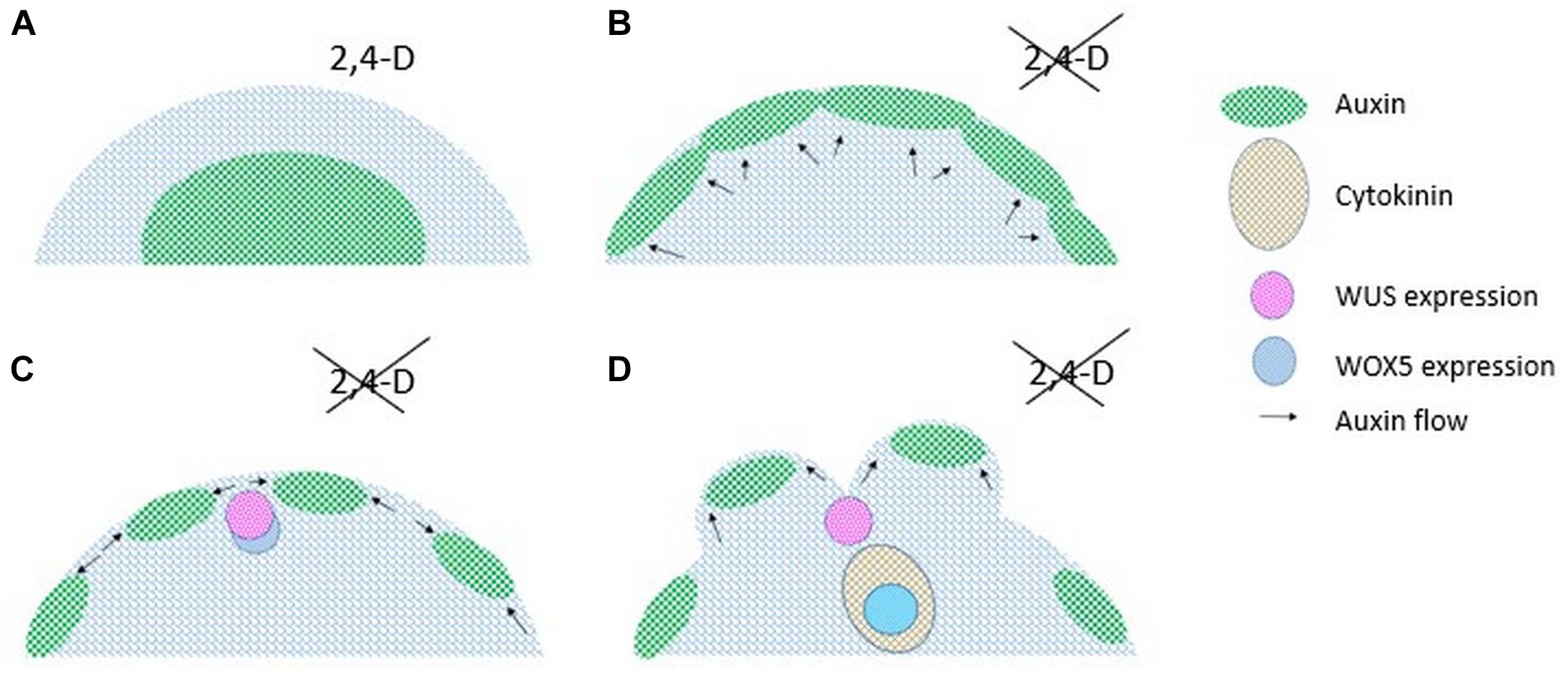 Frontiers Callus Dedifferentiation Totipotency Somatic